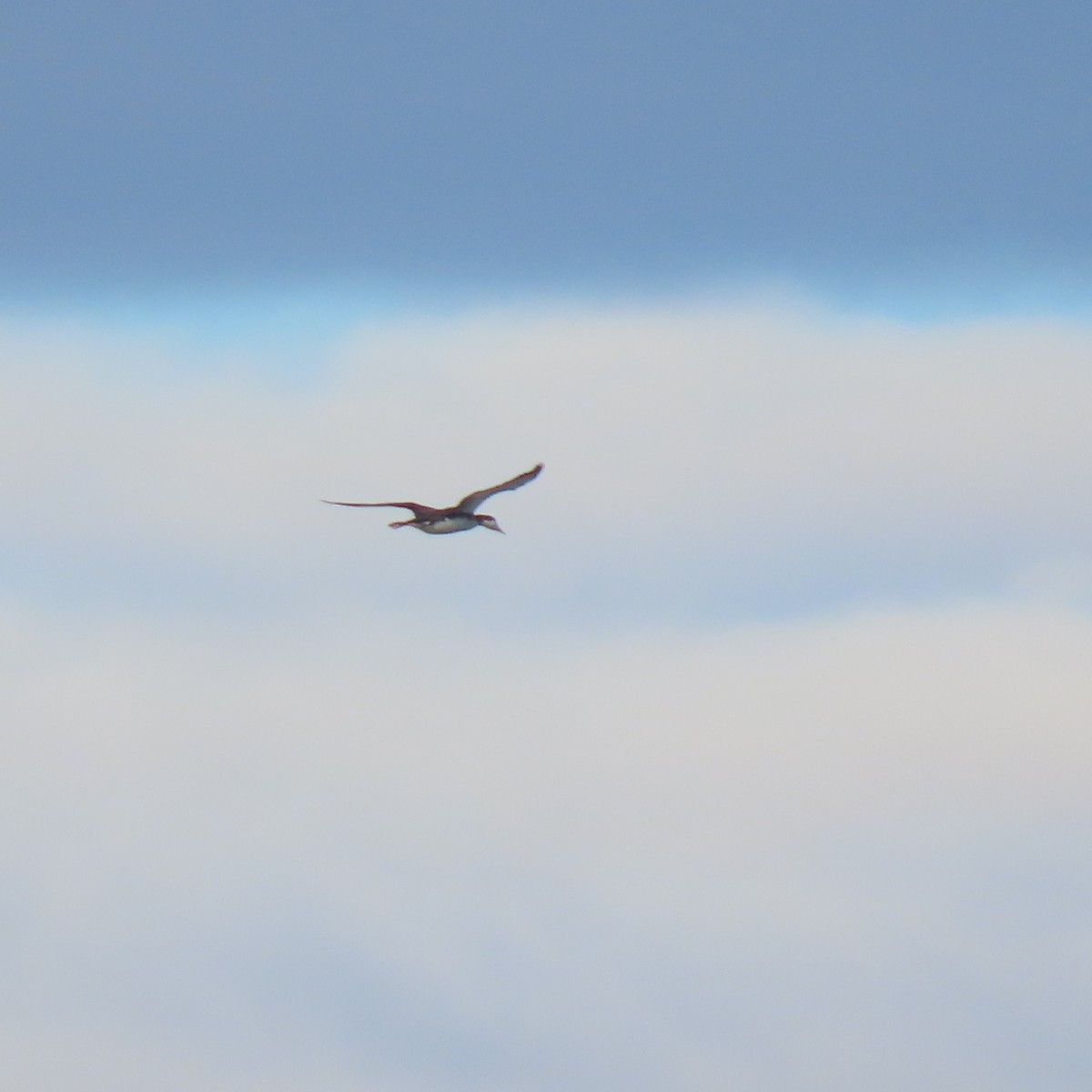 צוללן אדום-גרון - ML645761058