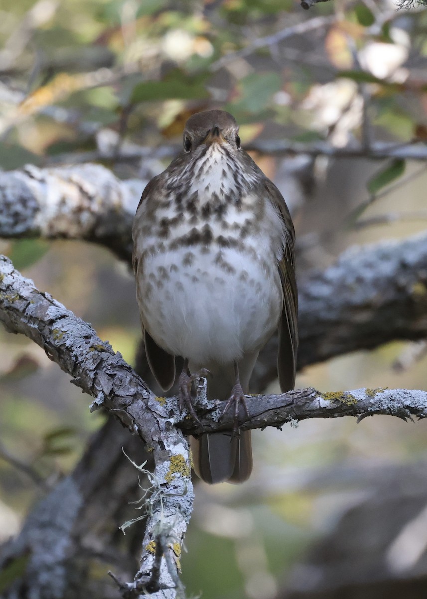 Дрізд-короткодзьоб плямистоволий - ML645761059