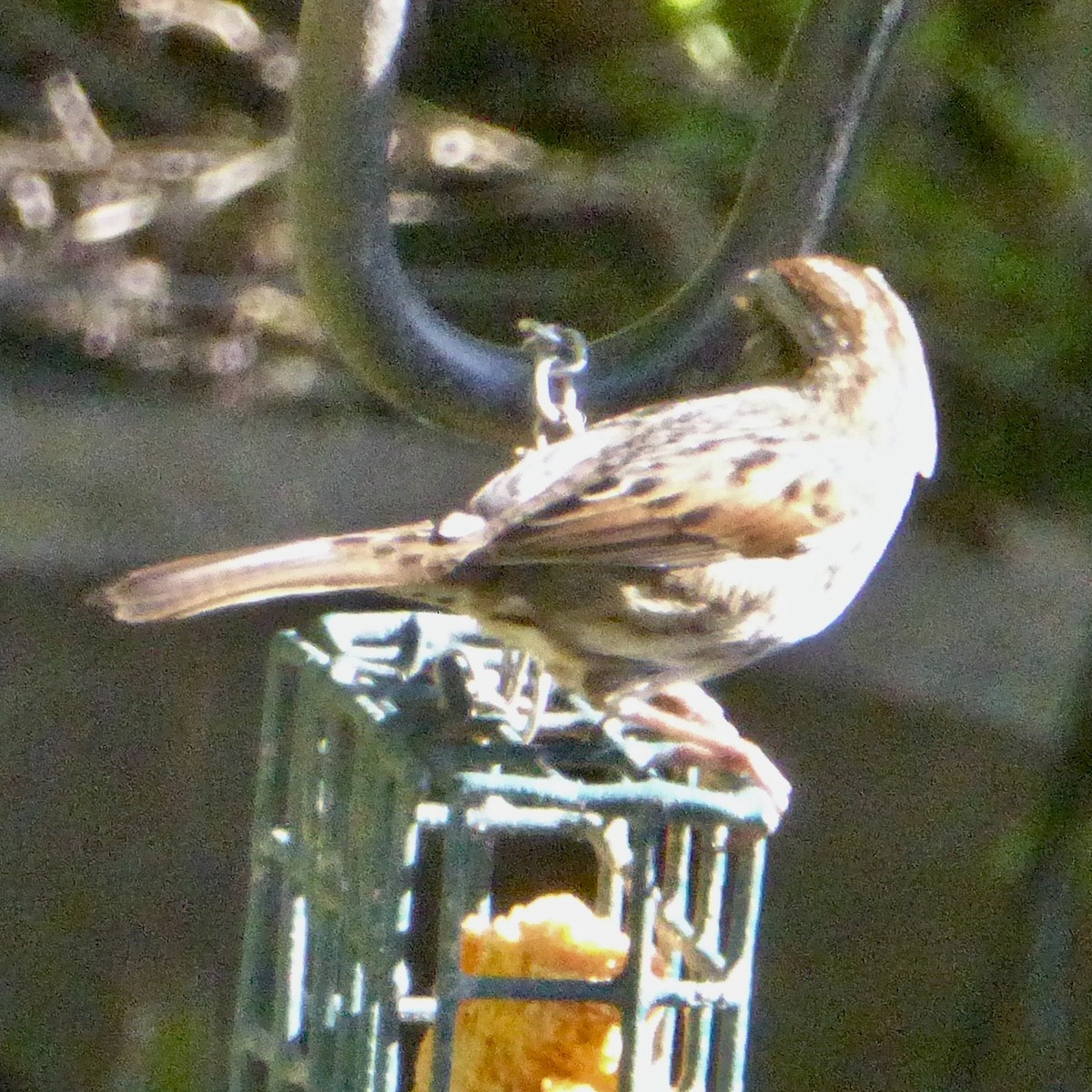 גיבתונית רוננת - ML645761060