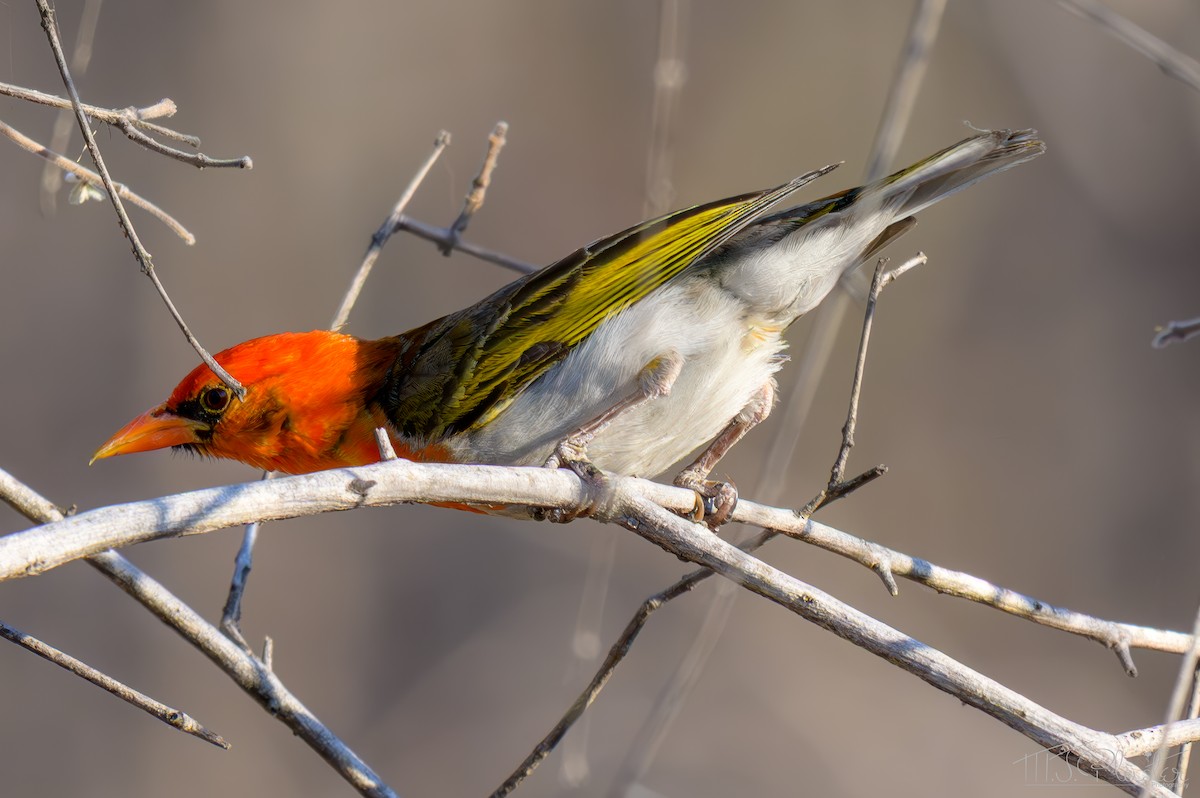 Red-headed Weaver (Southern) - ML645761068