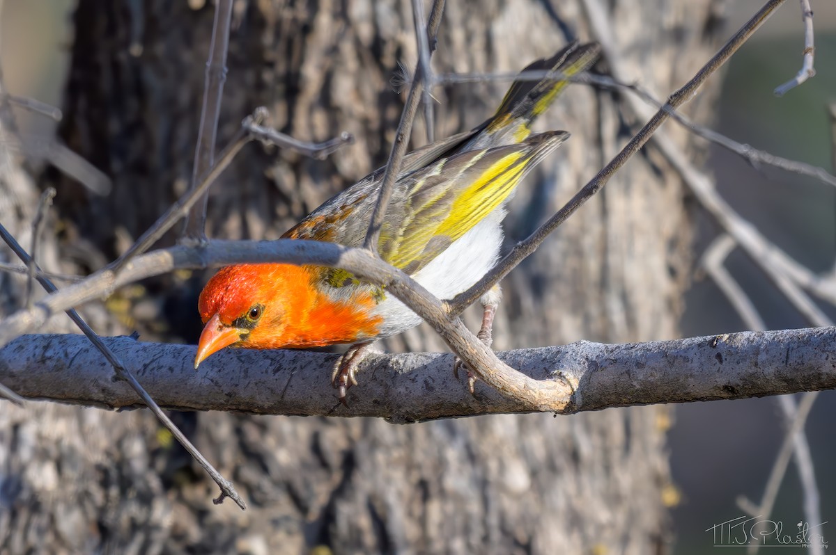 Red-headed Weaver (Southern) - ML645761069