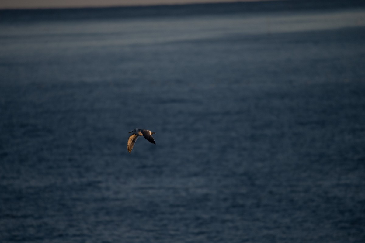 japanmåke - ML645761074