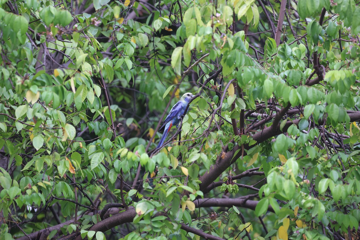 ホオアオサメクサインコ - ML645761075