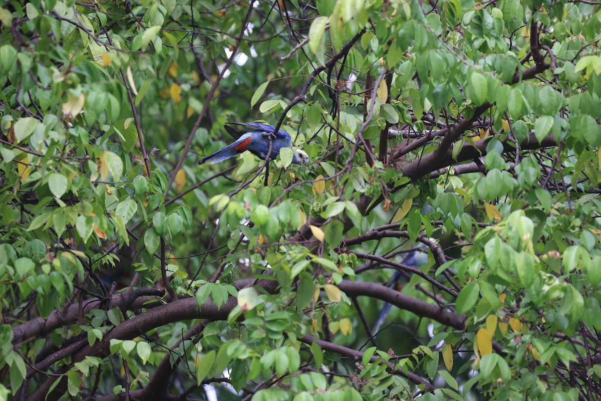 ホオアオサメクサインコ - ML645761083