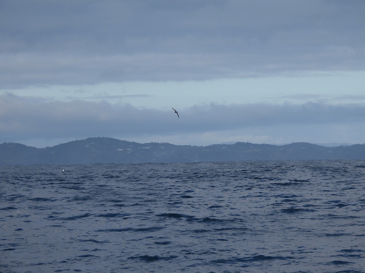 Buller's Albatross - ML645761088