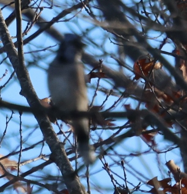 Blue Jay - ML645761094