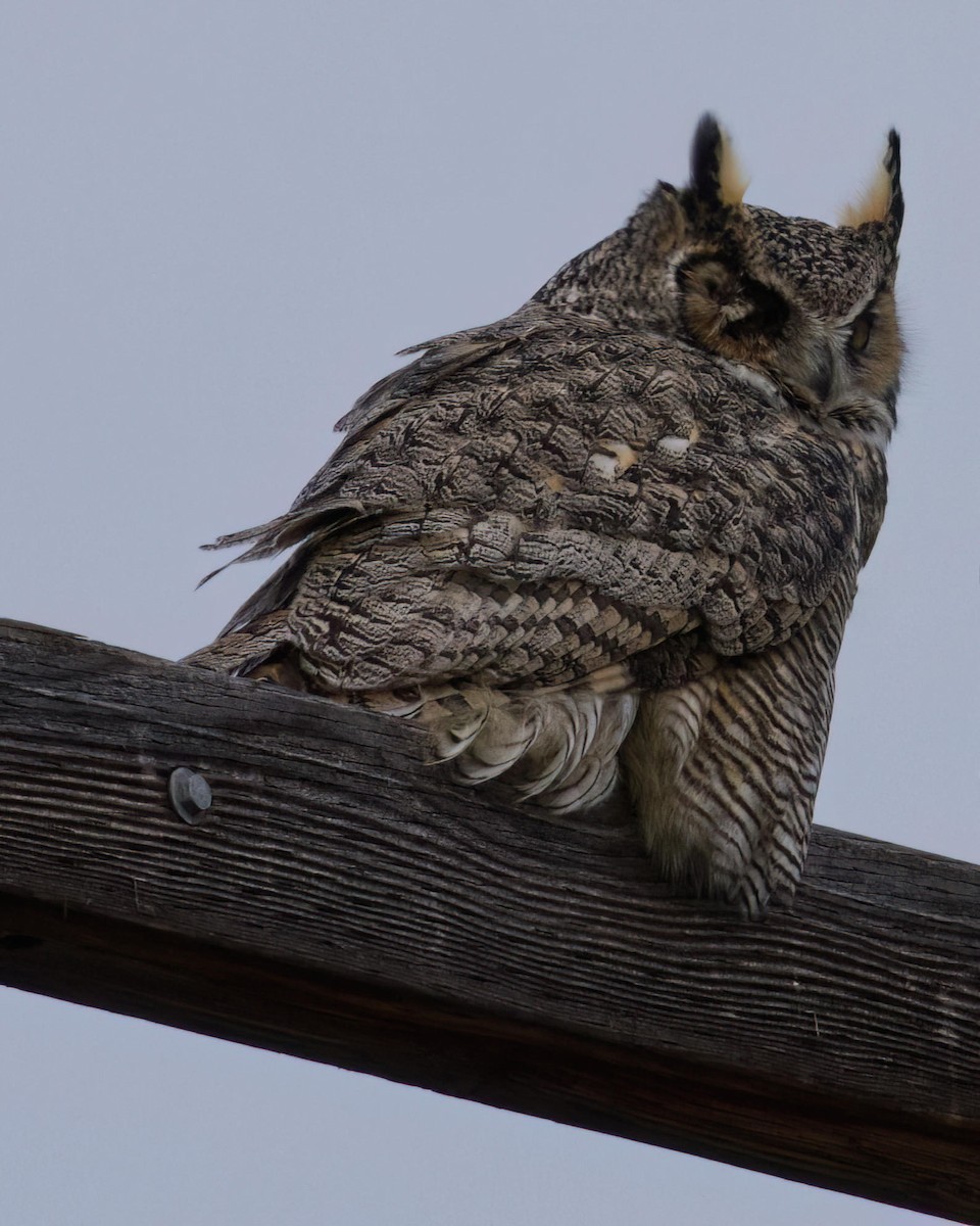 Great Horned Owl - ML645761101