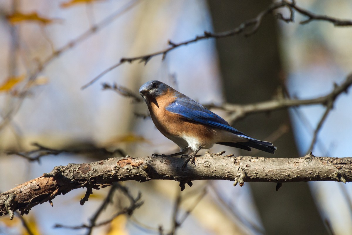 Eastern Bluebird - ML645761149