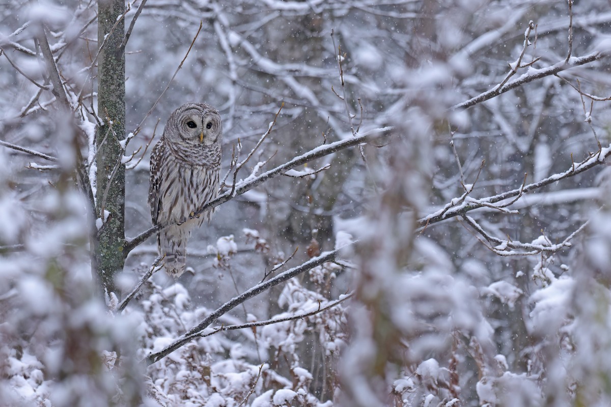 Barred Owl - ML645761161