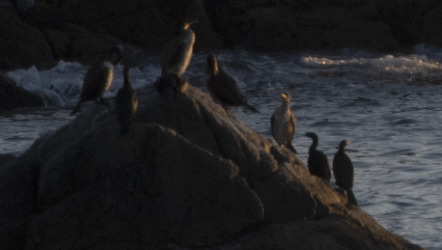 japanskarv - ML645761163