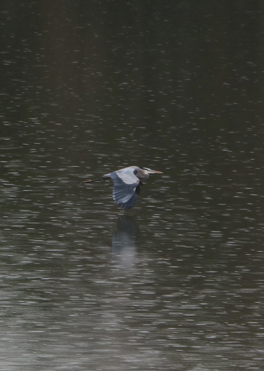 Great Blue Heron - ML645761164