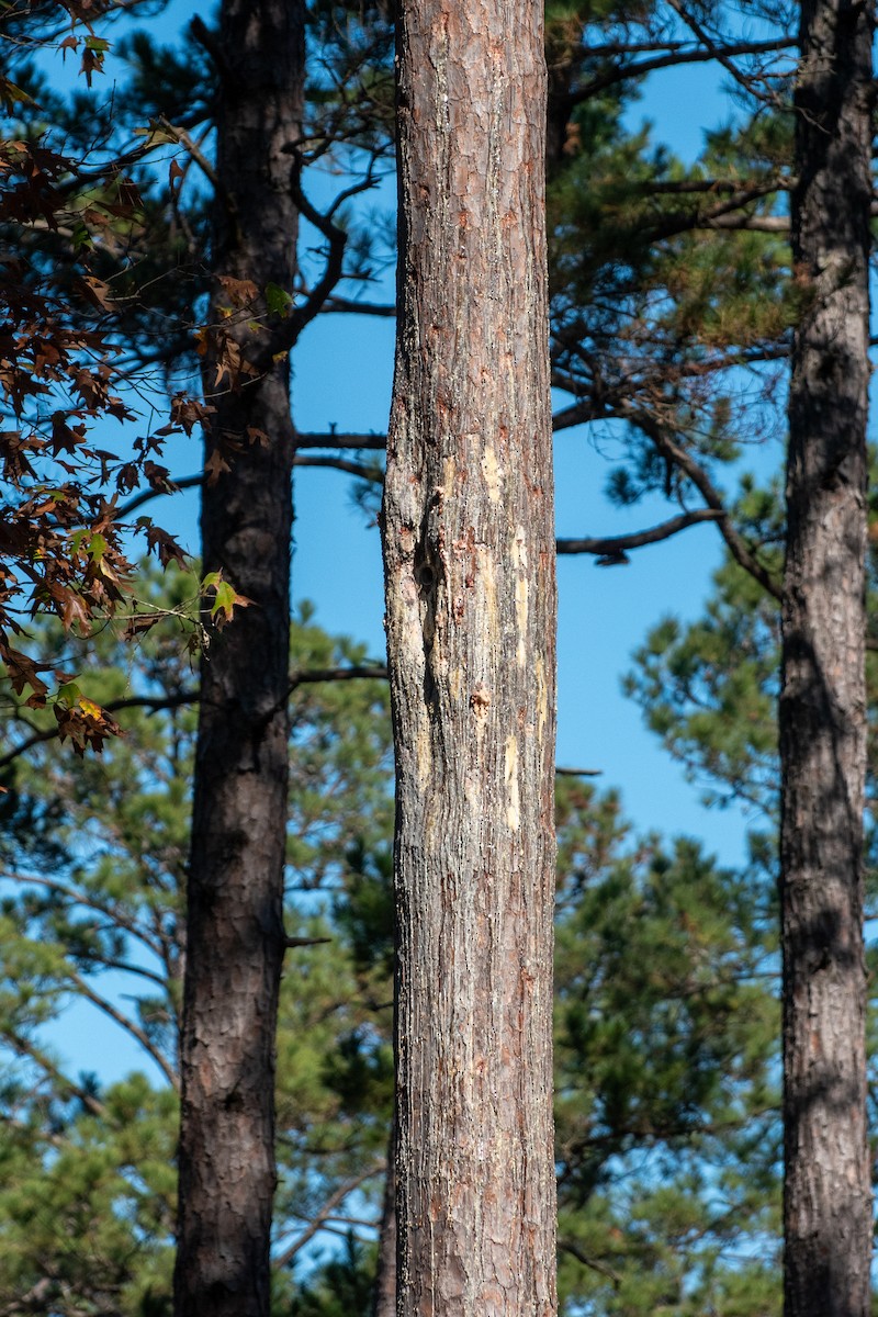 strakapoud kokardový - ML645761171