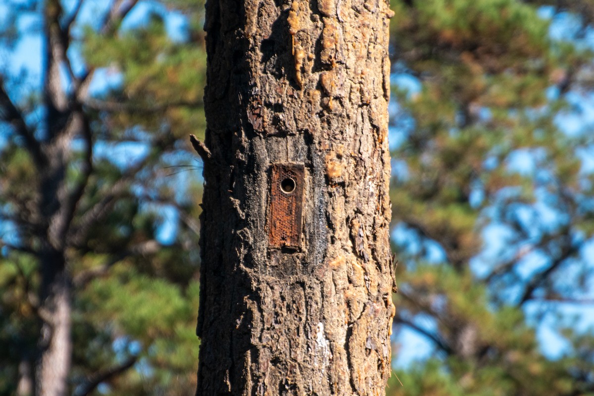 strakapoud kokardový - ML645761172