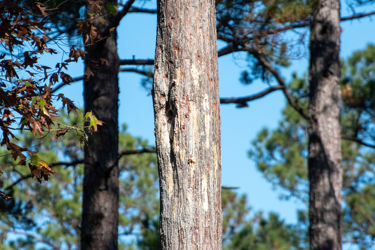 strakapoud kokardový - ML645761173