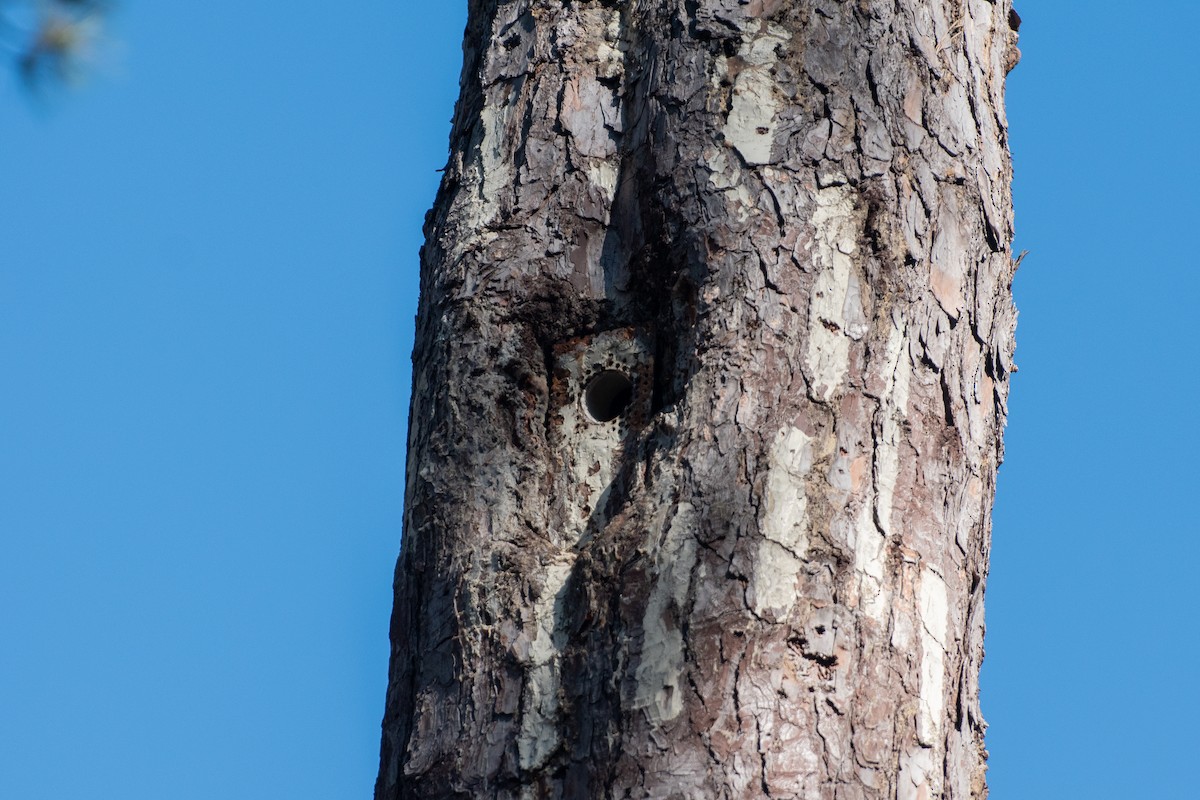 strakapoud kokardový - ML645761175