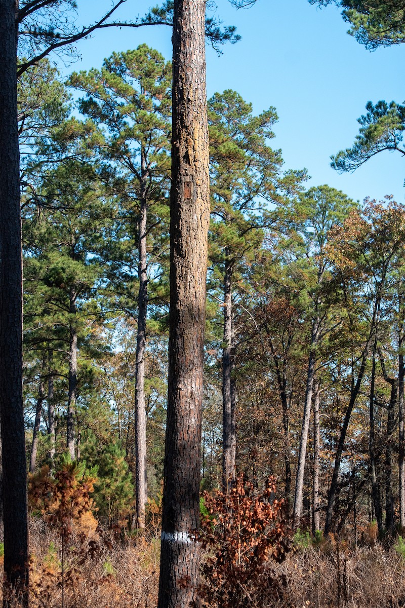 strakapoud kokardový - ML645761176