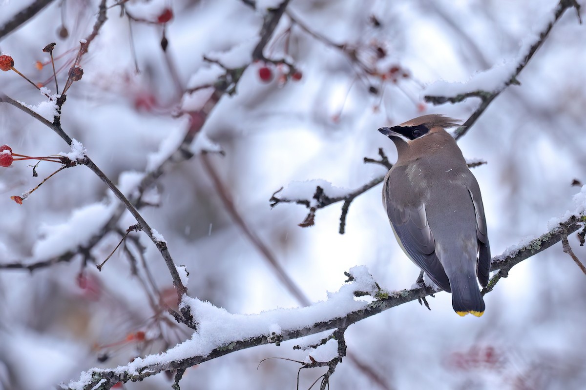 Cedar Waxwing - ML645761177
