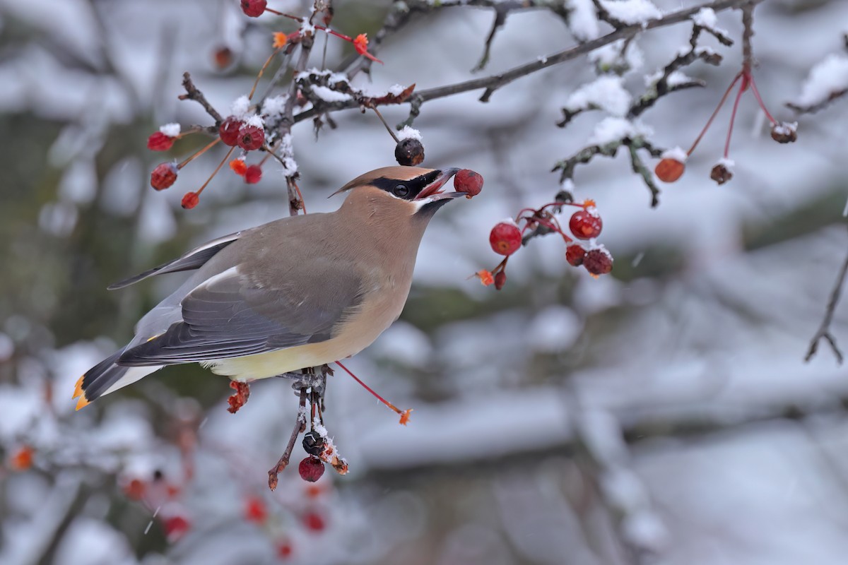 Cedar Waxwing - ML645761178