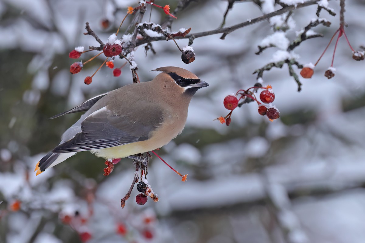 Cedar Waxwing - ML645761180