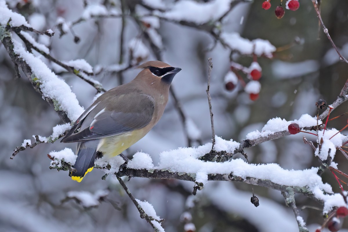 Cedar Waxwing - ML645761181