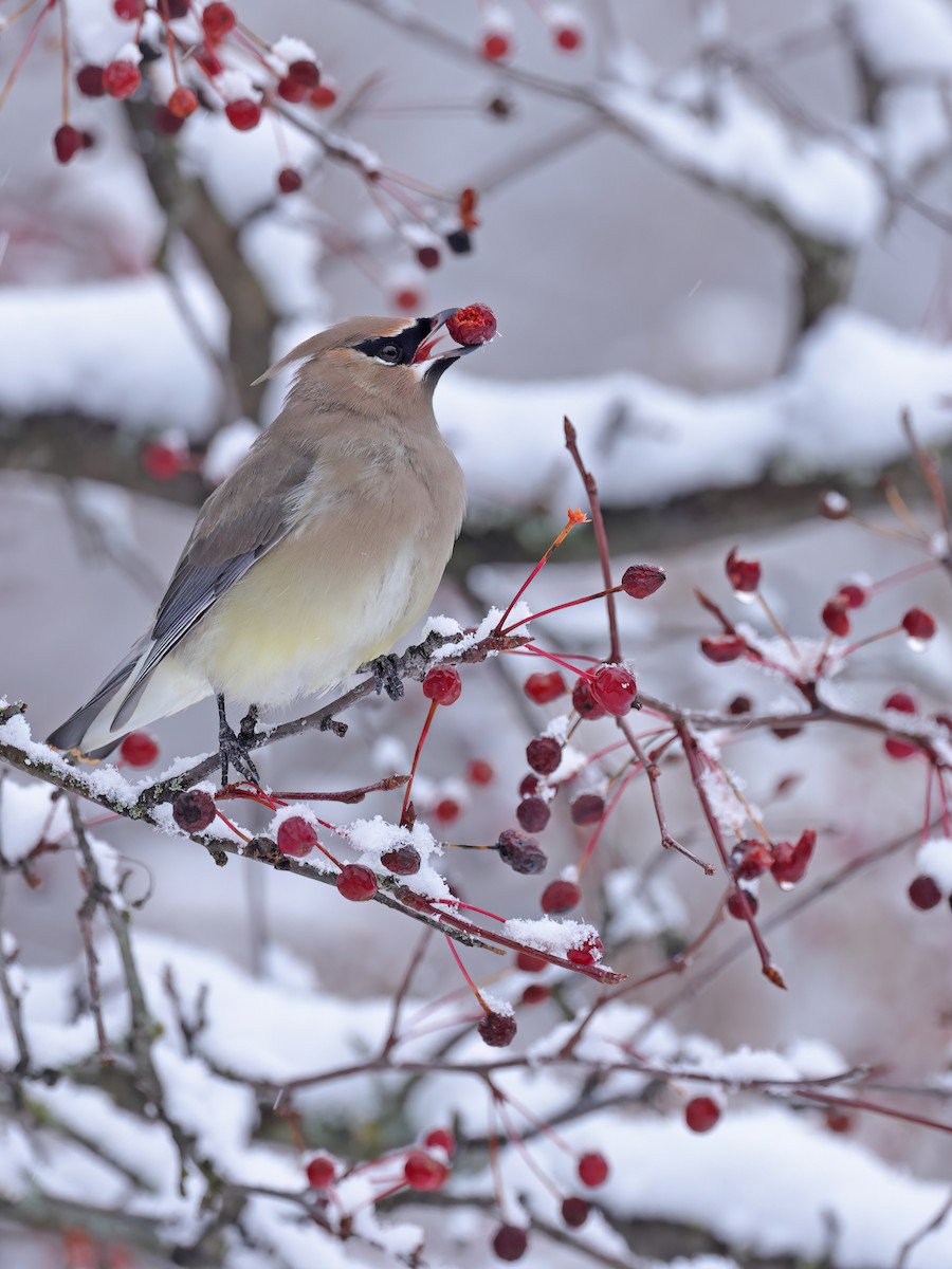 Cedar Waxwing - ML645761182
