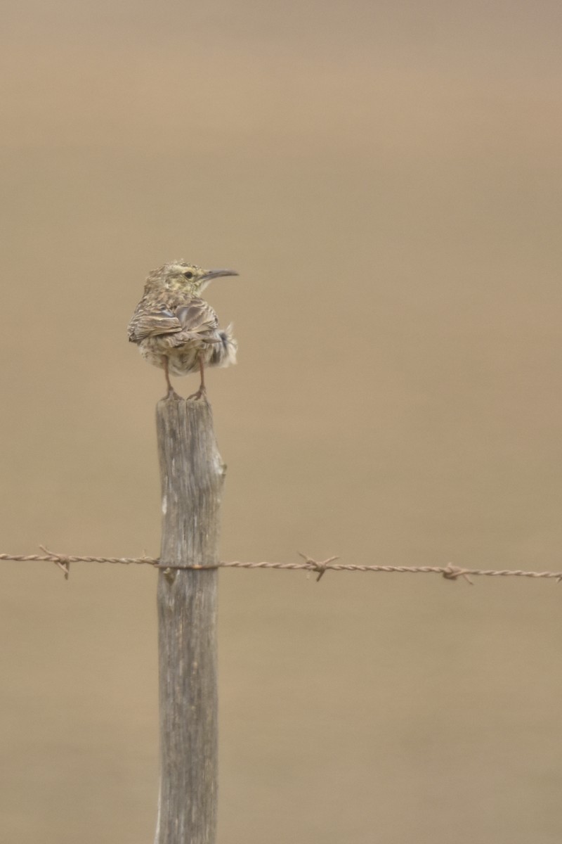 Cape Long-billed Lark - ML645761184