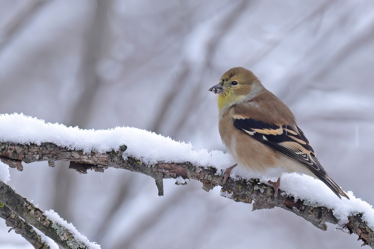 American Goldfinch - ML645761191