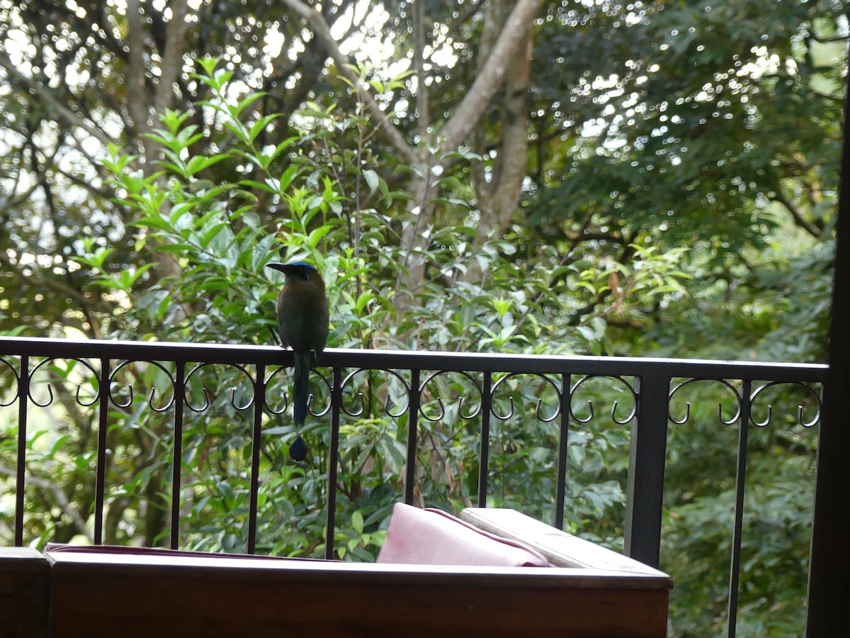 Lesson Motmotu - ML645761193