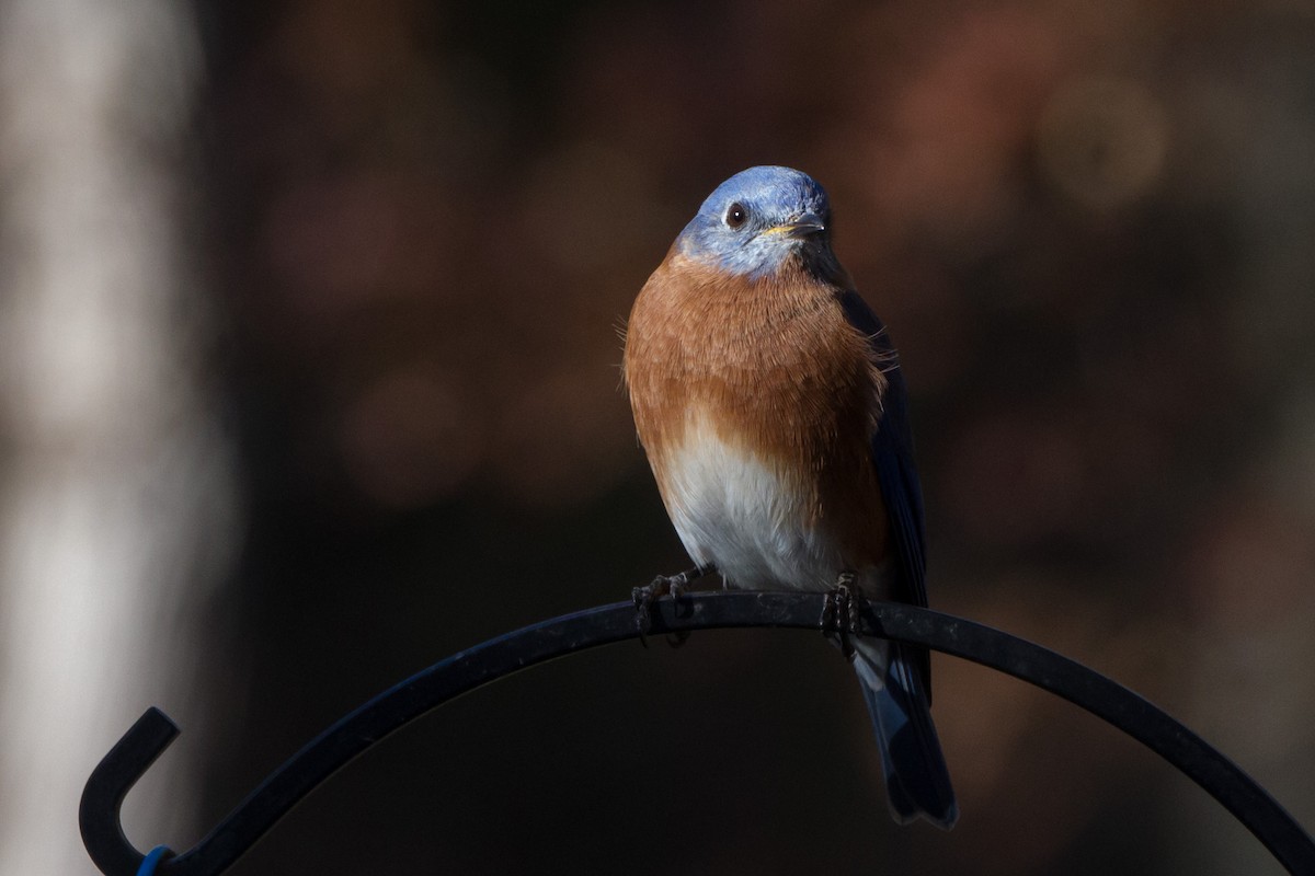 Eastern Bluebird - ML645761194