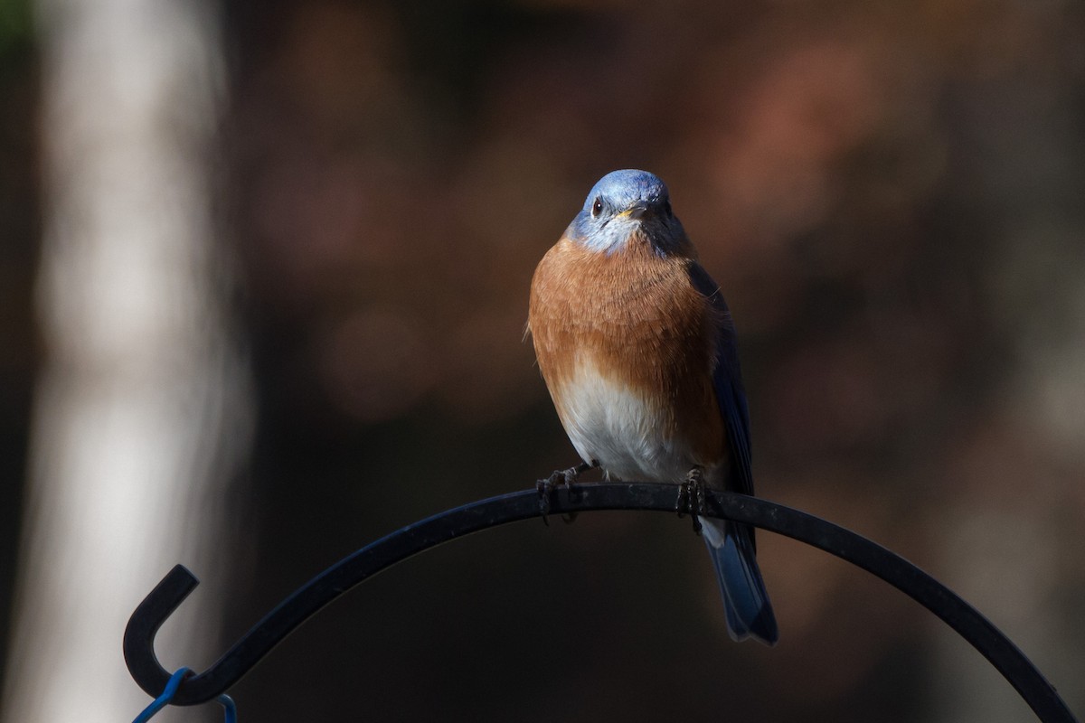Eastern Bluebird - ML645761195