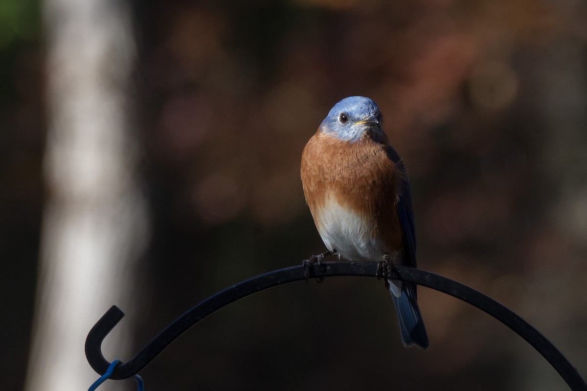 Eastern Bluebird - ML645761196