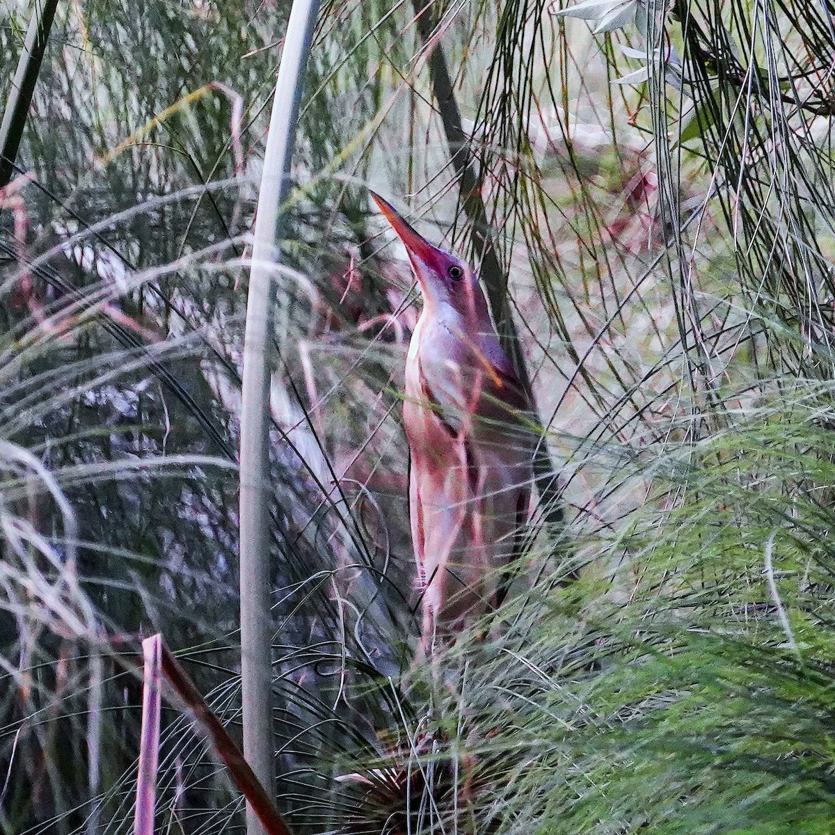 Black-backed Bittern - ML645761204