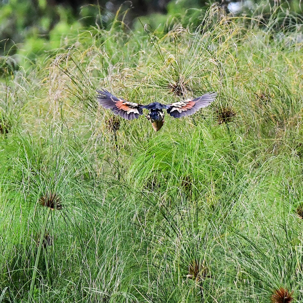 Black-backed Bittern - ML645761205