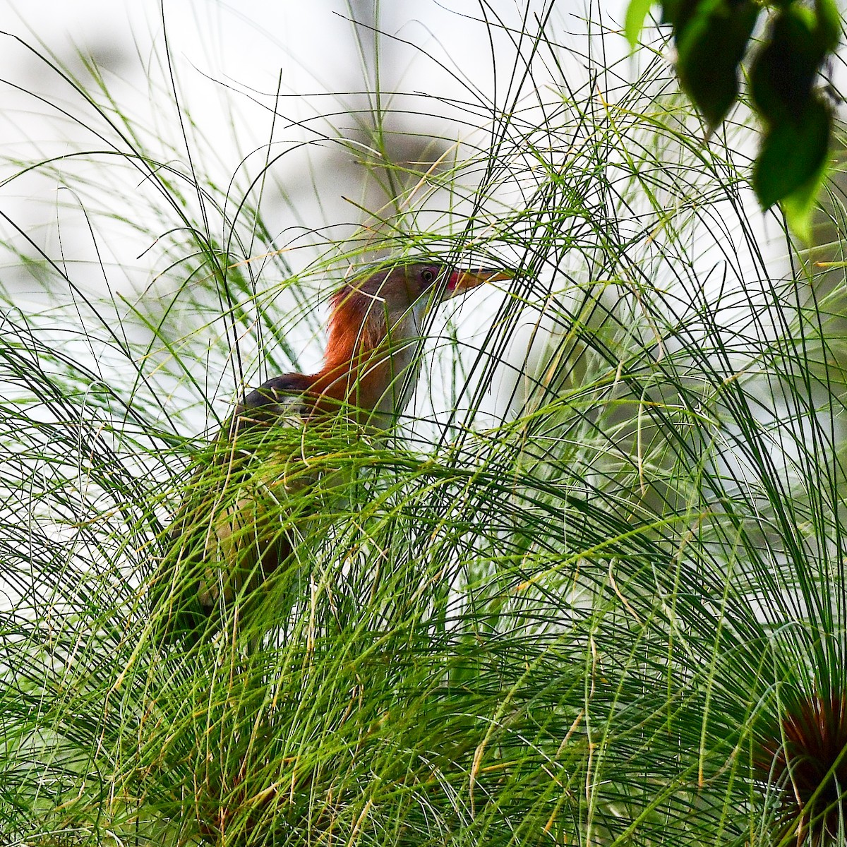 Black-backed Bittern - ML645761207