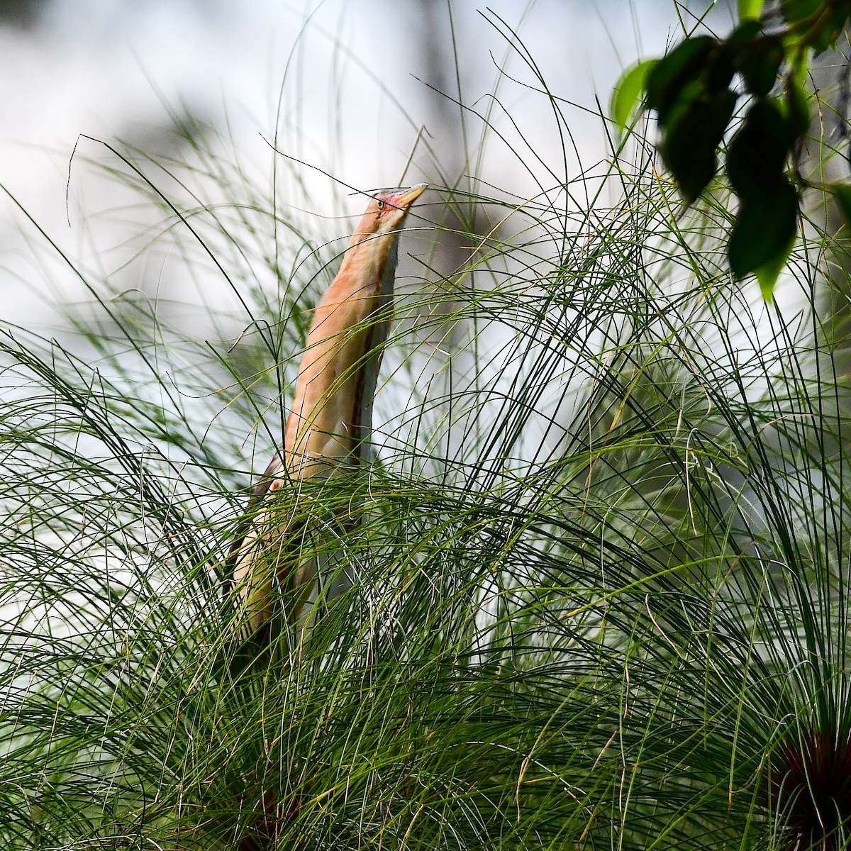 Black-backed Bittern - ML645761208