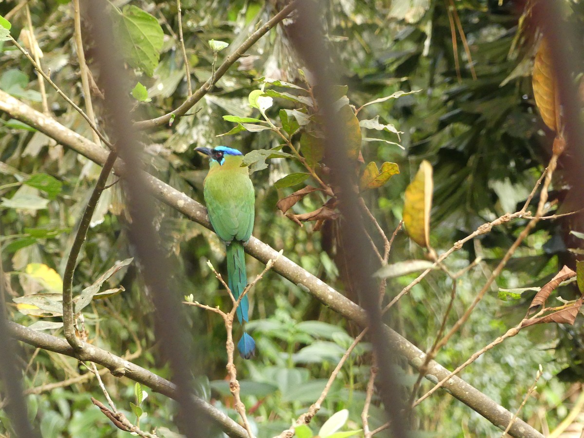 Lesson Motmotu - ML645761210