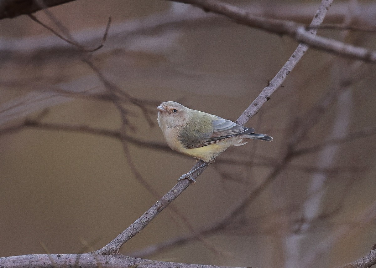 Weebill - ML645761212