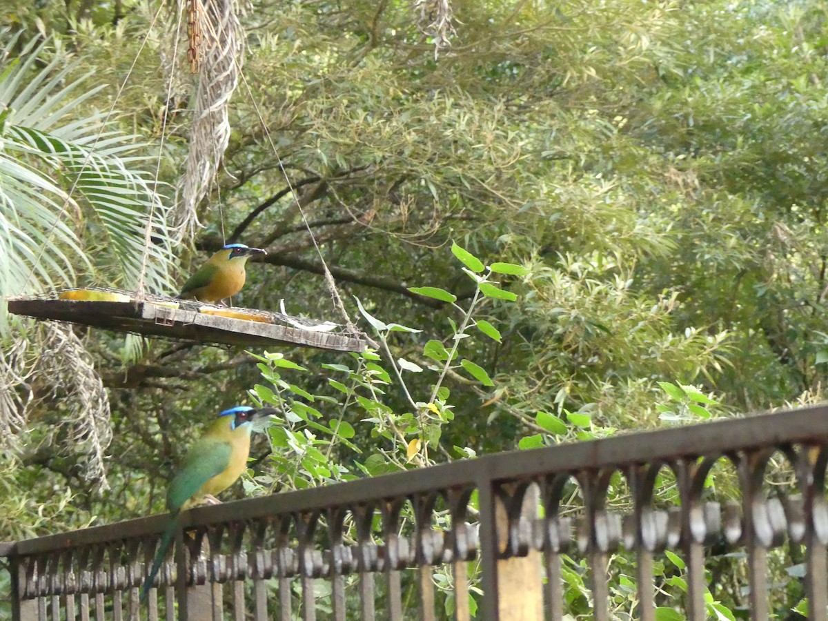 Lesson Motmotu - ML645761215