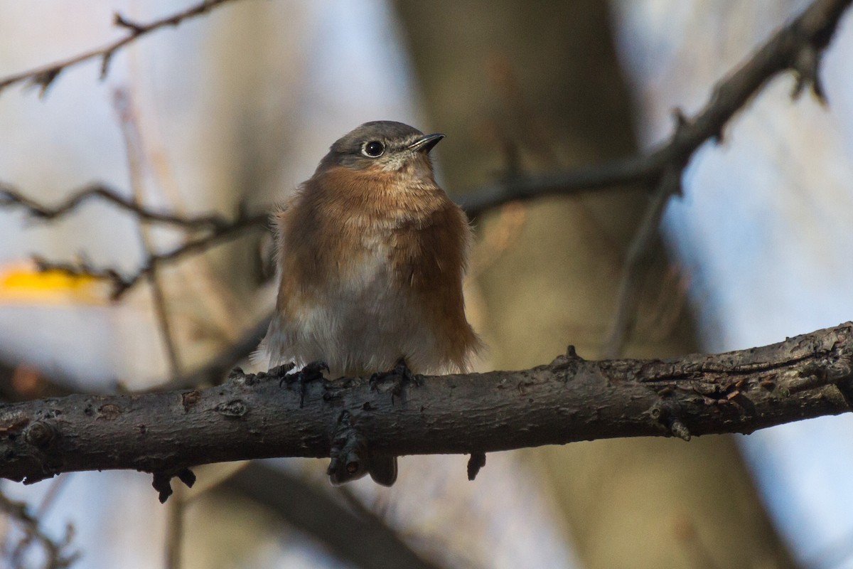 Eastern Bluebird - ML645761217