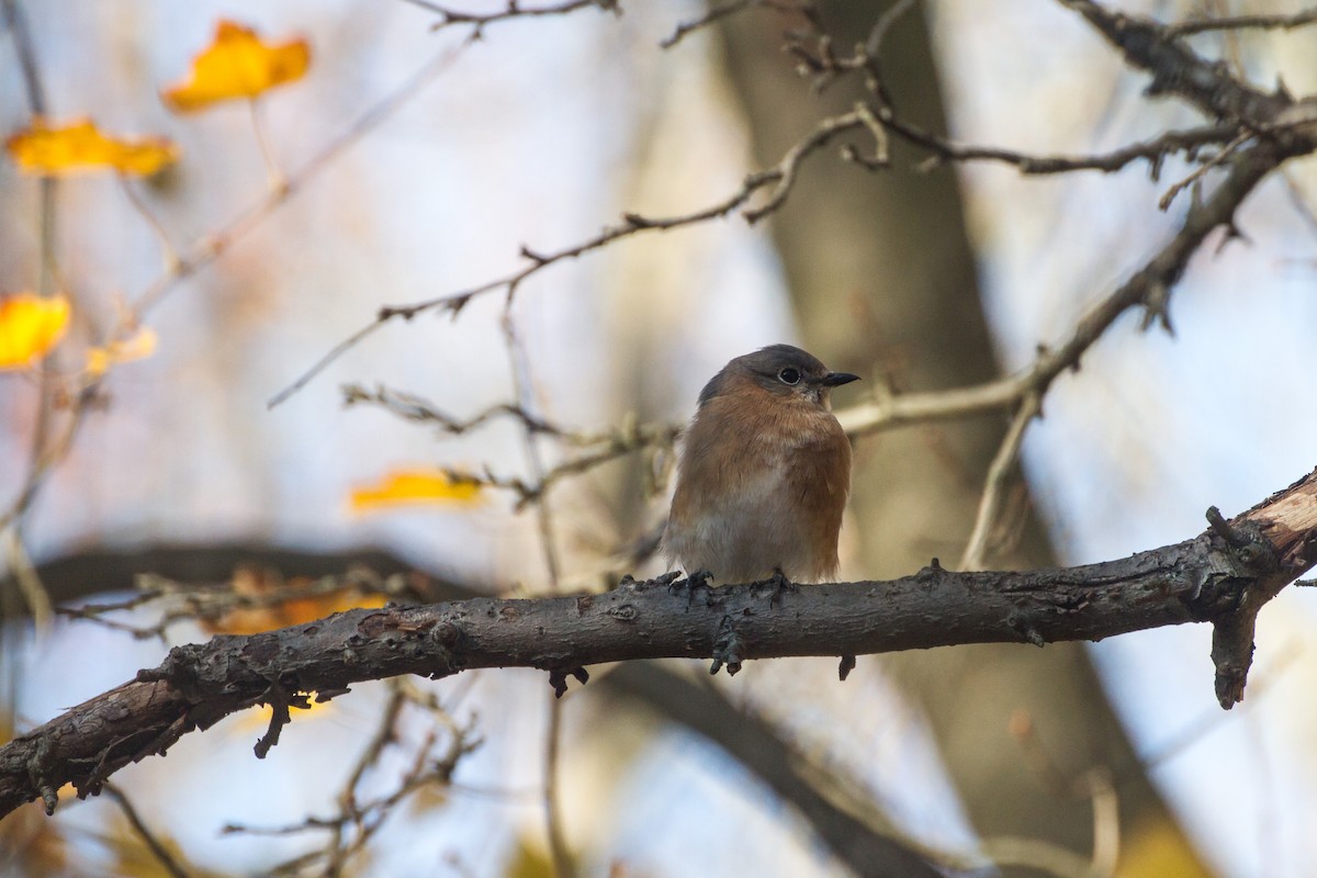 Eastern Bluebird - ML645761218