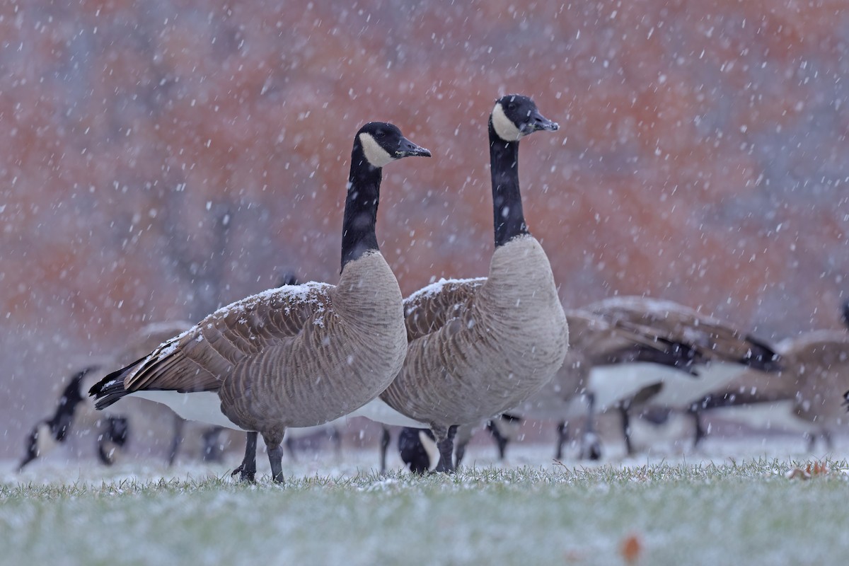 Canada Goose - ML645761220