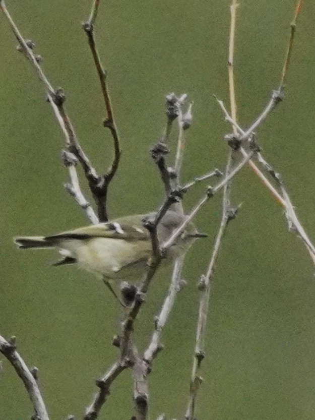 Ruby-crowned Kinglet - ML645761222