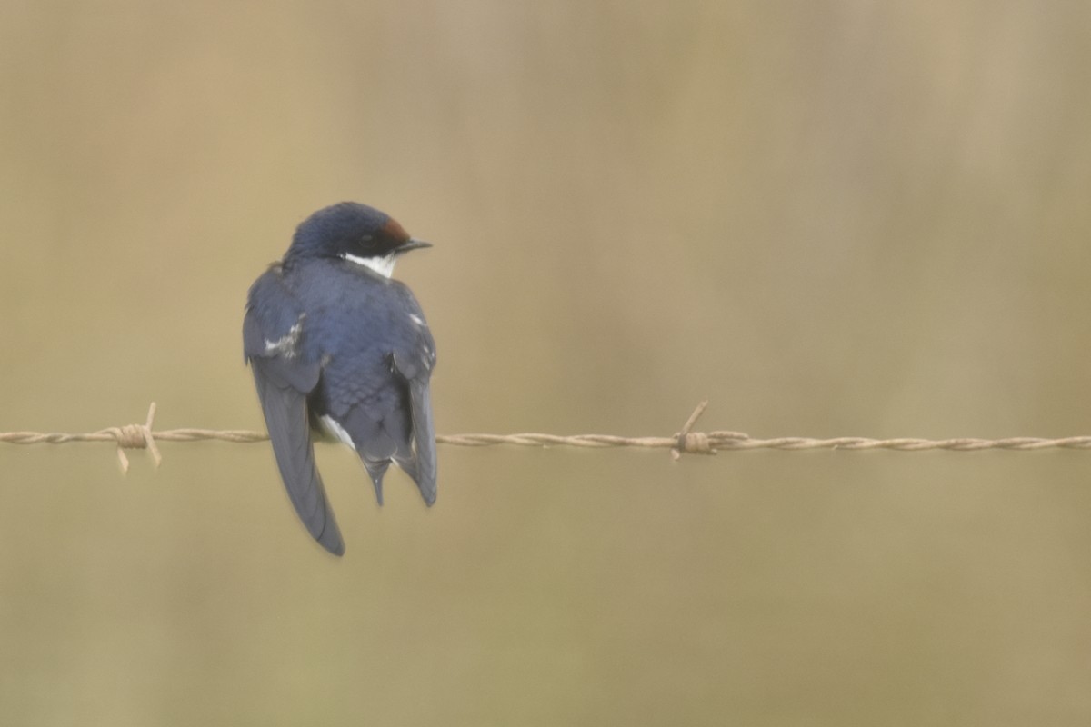 White-throated Swallow - ML645761226