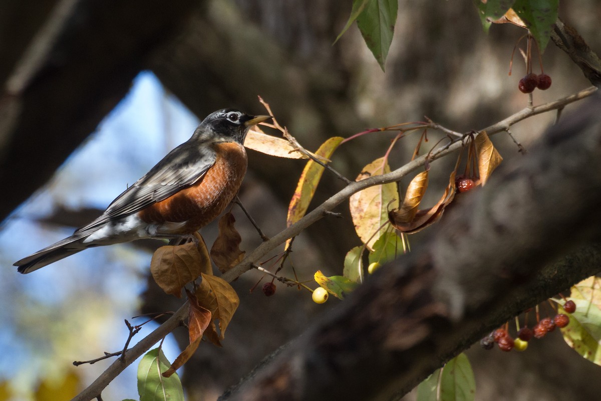 American Robin - ML645761227