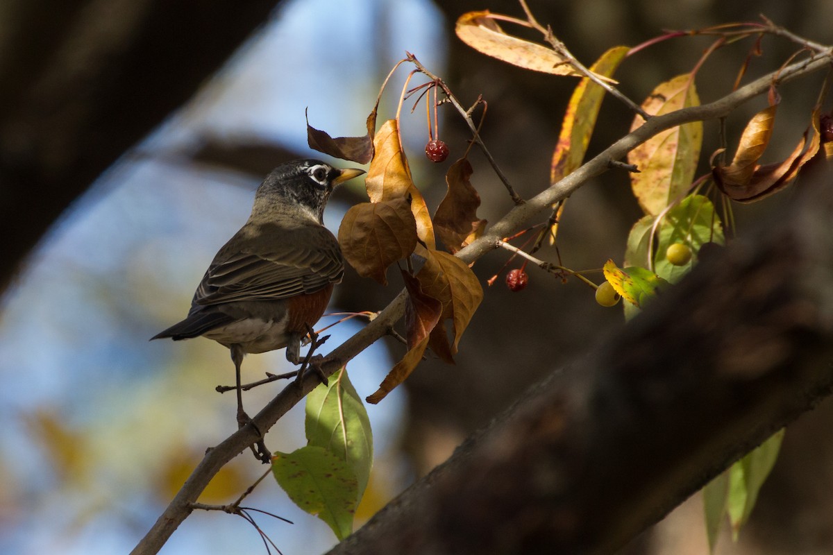 American Robin - ML645761228