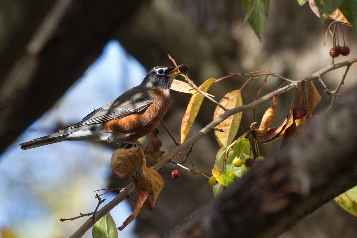 American Robin - ML645761229