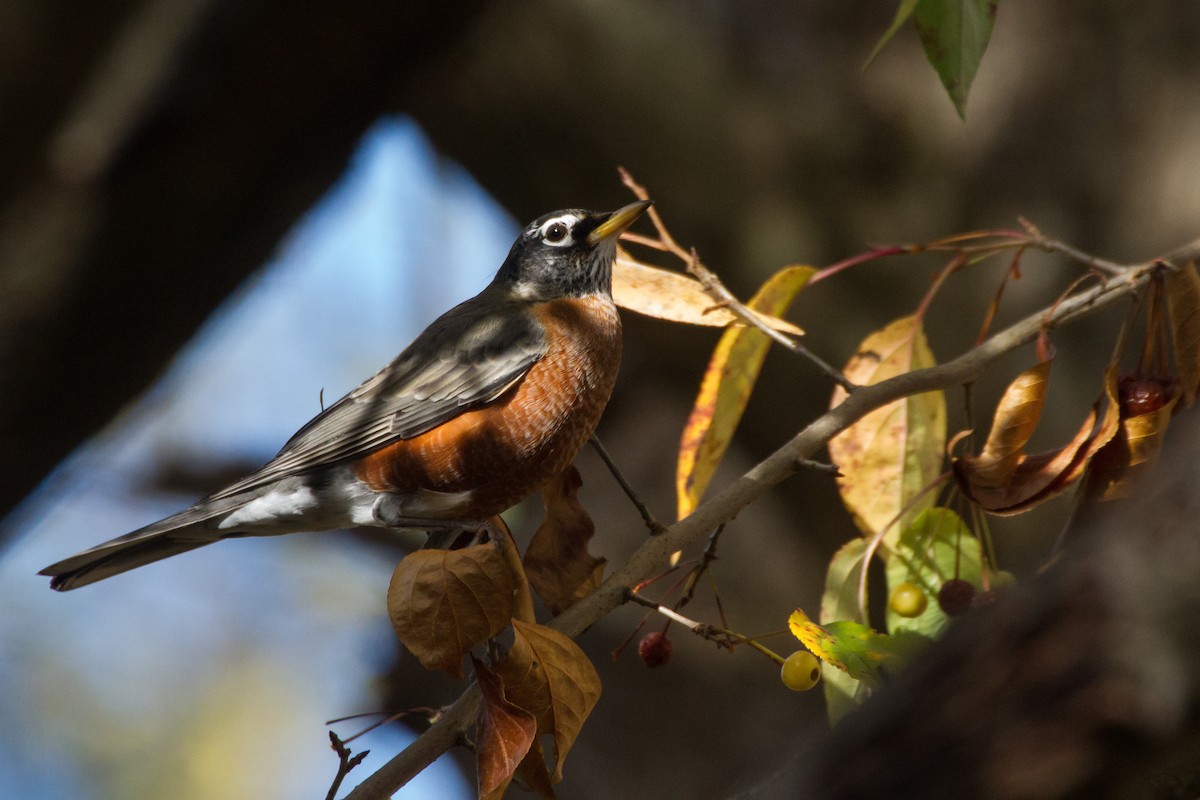 American Robin - ML645761230