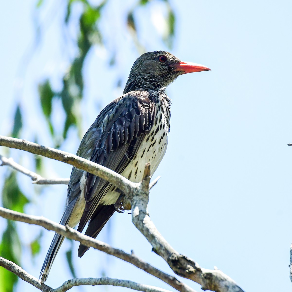Olive-backed Oriole - ML645761234
