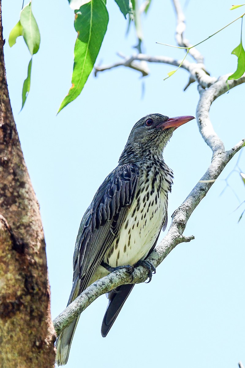 Olive-backed Oriole - ML645761235
