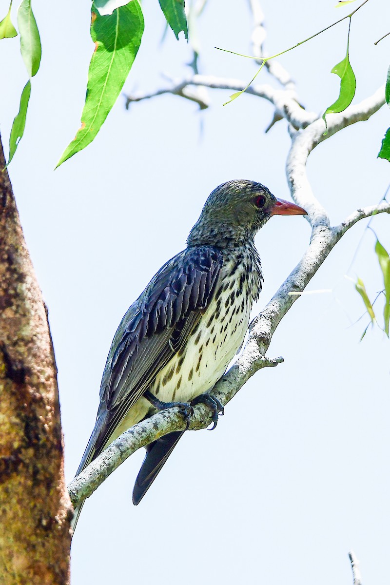 Olive-backed Oriole - ML645761236